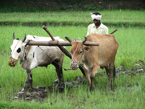 Indian Farmer